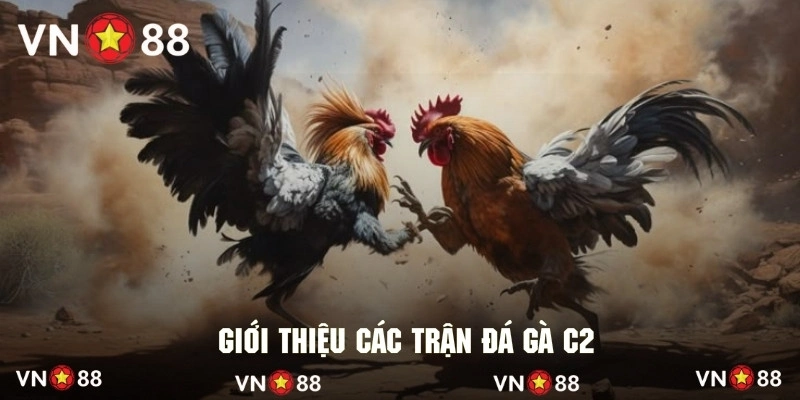 Sơ lược về hình thức đá gà C2 nổi bật